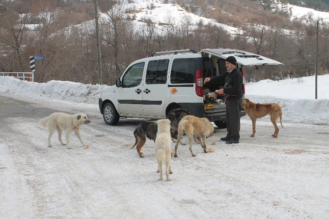 Köpeklerin Karnını Doyurmak İçin Her Gün 50 Kilometre Yol Gidiyor