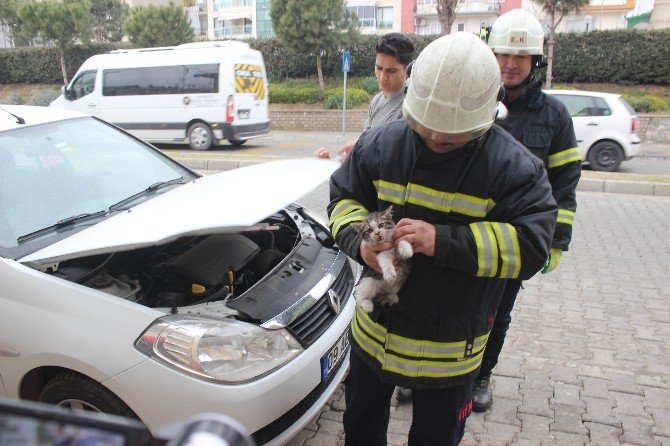 Aydın İtfaiyesinden Kedi Seferberliği