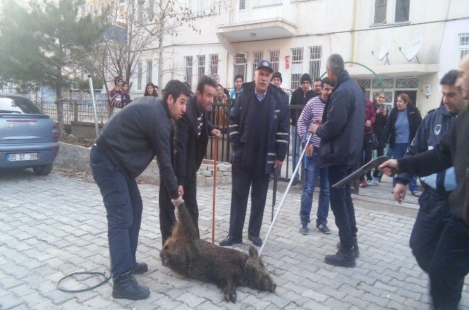 Aç Kalan Domuz Şehre İndi