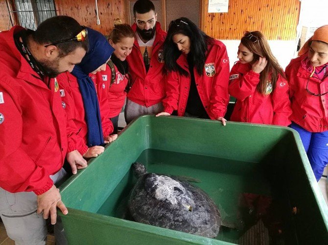 Mersin’de Carettaların Yuvalama Alanı Temizlendi