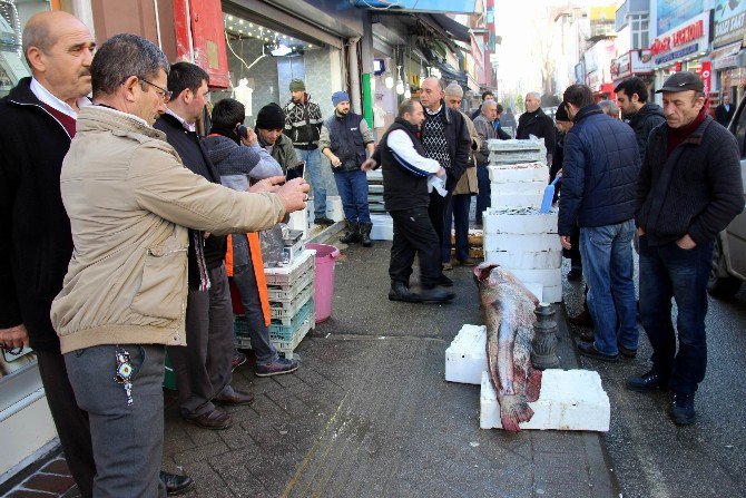 Balıkçılar 2,2 Metrelik Balık Yakaladı