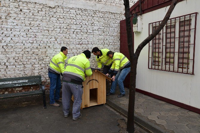 Sokak Hayvanları İçin Üç Mahalleye Beş Köpek Kulübesi