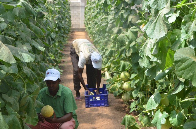 Somali Tarım Okulu Projesi "Yılın Projesi" Seçildi