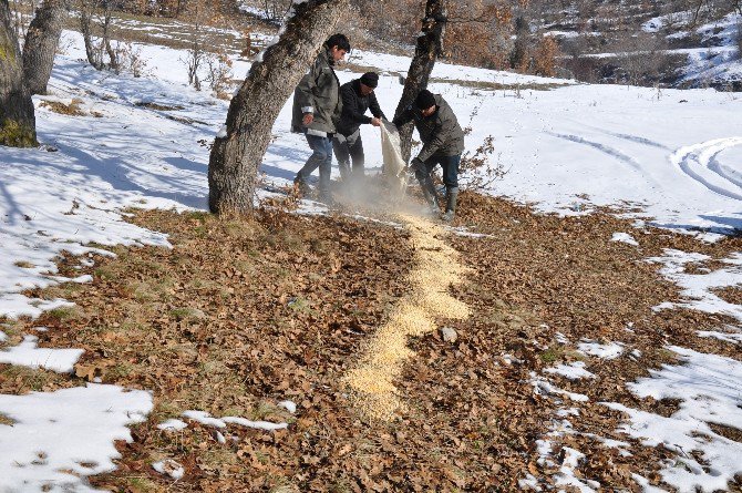 Yaban Hayvanları İçin Yemleme Çalışması