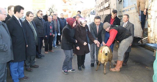 Kastamonu’da 9 Genç Çiftçiye 360 Koyun Verildi