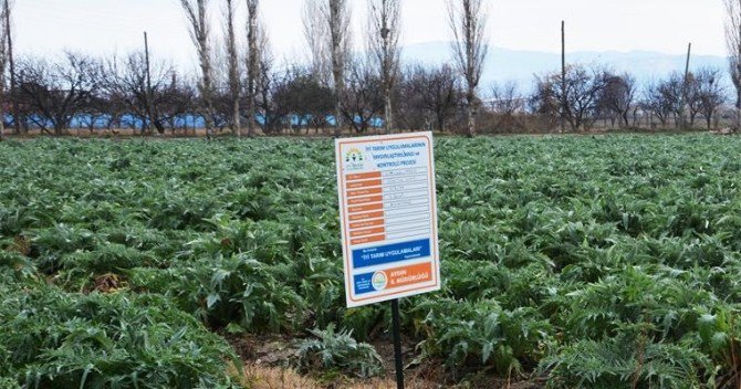 Aydınlı Enginar Üreticileri Sertifikalandı