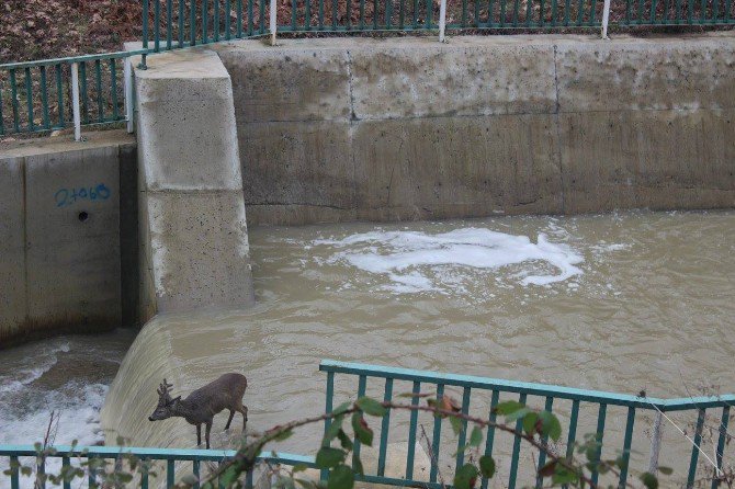 Su Kanalında Mahsur Kalan Karaca Kurtarıldı