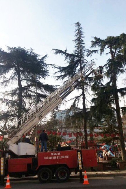 Trabzon’da Kar Sonrası Zarar Gören Ağaçlar Budanıyor