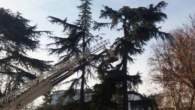 Trabzon’da Kar Sonrası Zarar Gören Ağaçlar Budanıyor