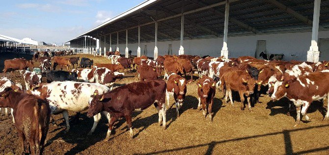 Kayseri Şeker Üstün Süt Irkı ‘Avrupa Kırmızısı’ Sığırları İthal Etti