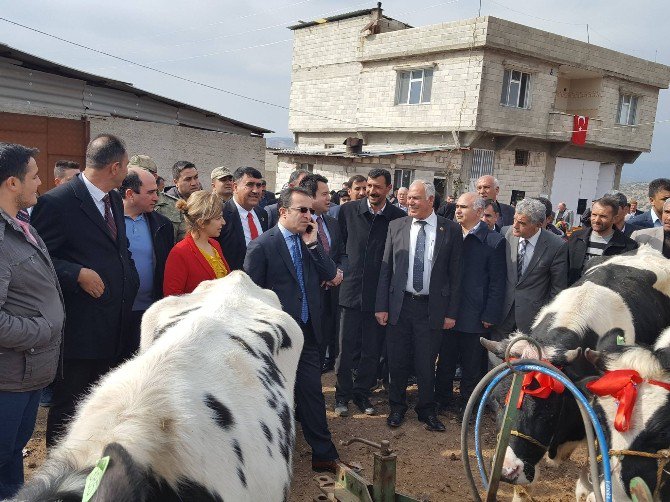 180 Baş Gebe Düve Dağıtım Yapıldı