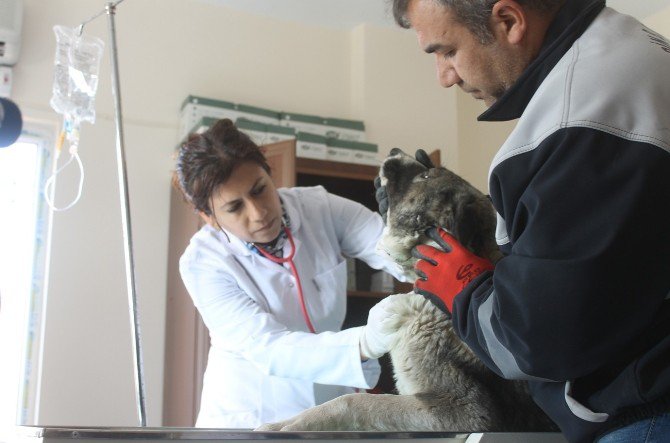 Mardin’de Sokak Hayvanları Rehabilitasyon Merkezi Yenilendi