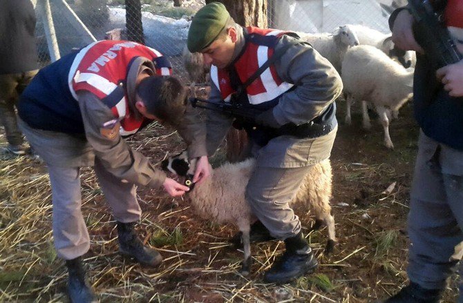 Hayvan Hırsızları Jandarmadan 6 Saat Kaçabildi