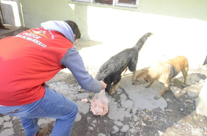 Sokak Hayvanlarına Yardım Eli