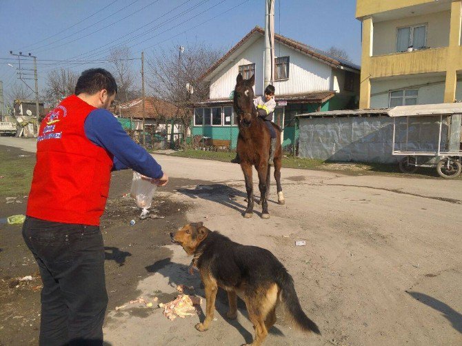 Sokak Hayvanlarına Yardım Eli