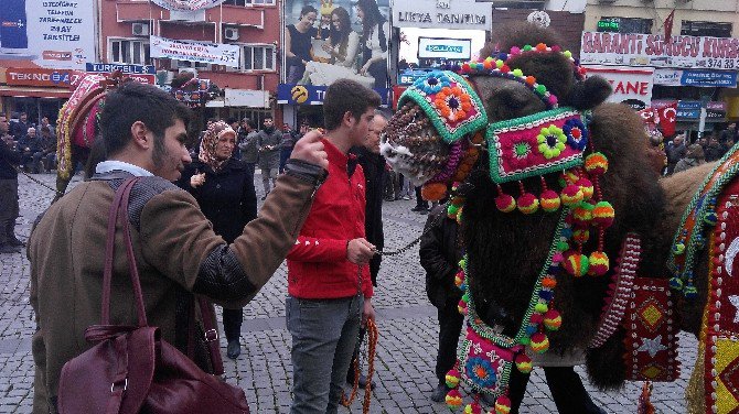 Develer Görücüye Çıktı