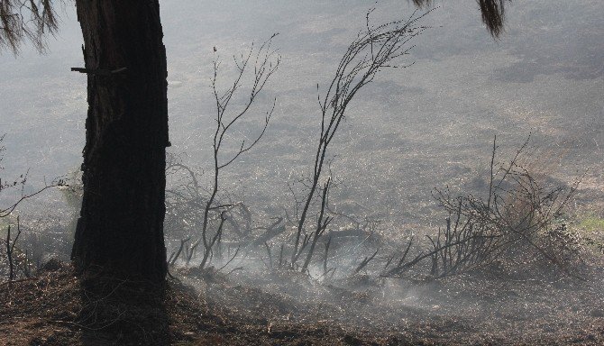 Adana’da Orman Yangını