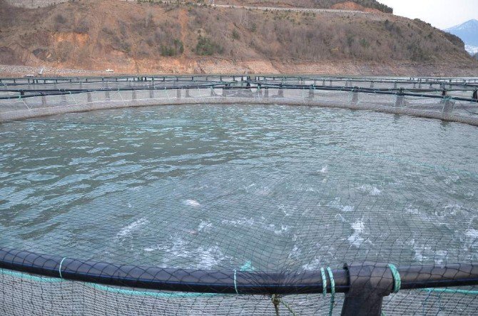 Borçka Barajı, Kafes Balıkçılığı İle Ön Plana Çıkıyor