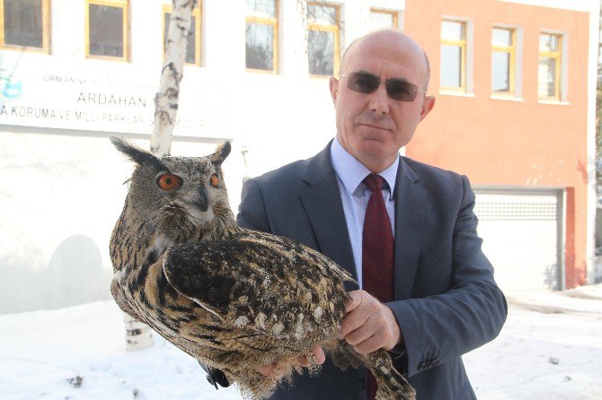 Yaralı Puhu Kuşu Tedavi Altına Alındı