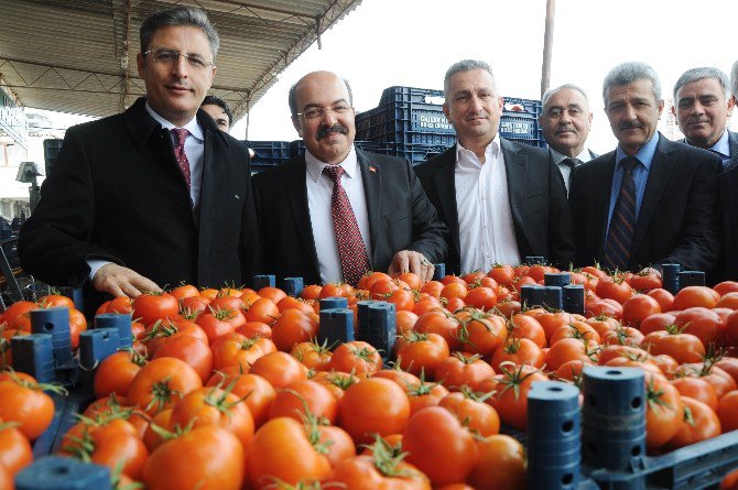 Kaymakam Pamuk, Domates Piyasasını Kurdu