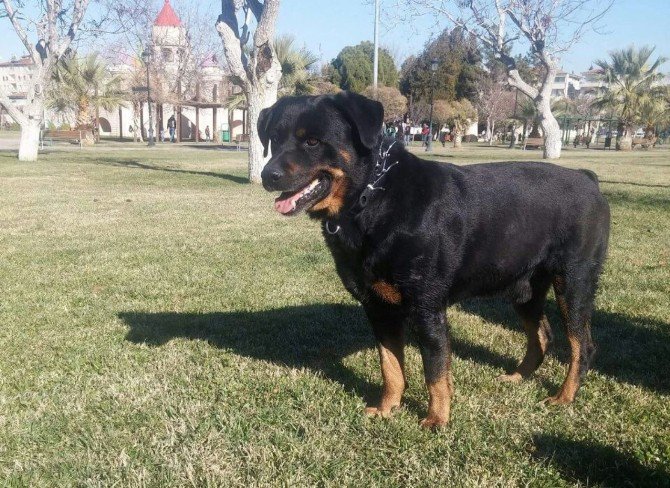 Düğününde Bile Yanından Ayırmadığı Köpeği Kayboldu