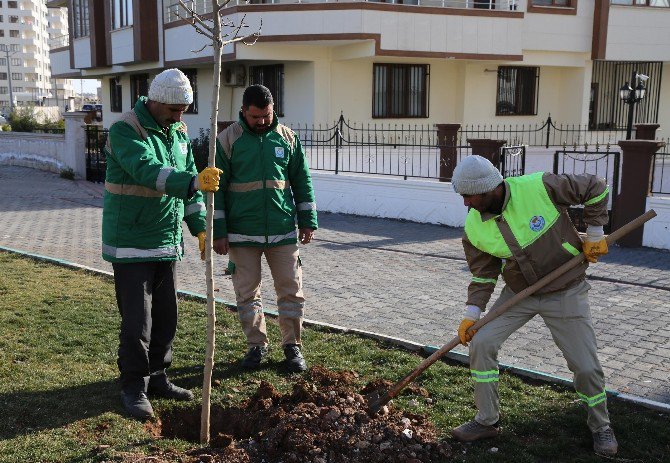 Haliliye’de Yeşillendirme Çalışmaları Devam Ediyor