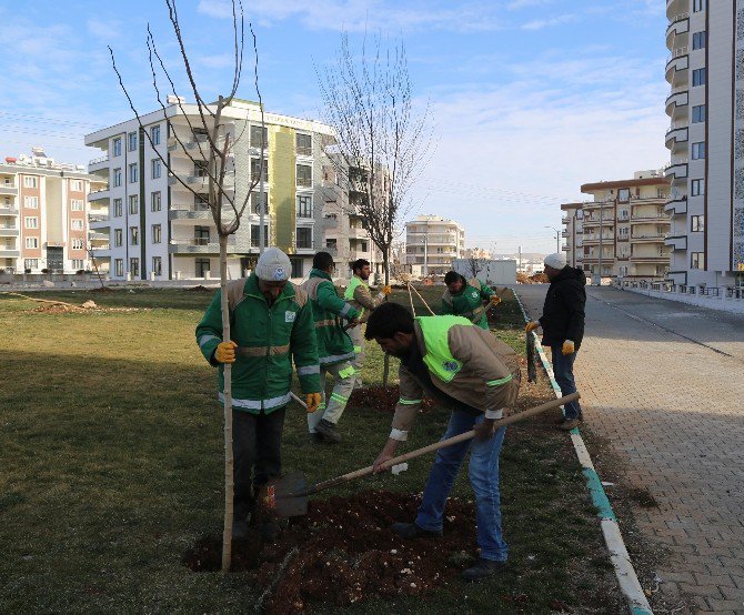 Haliliye’de Yeşillendirme Çalışmaları Devam Ediyor