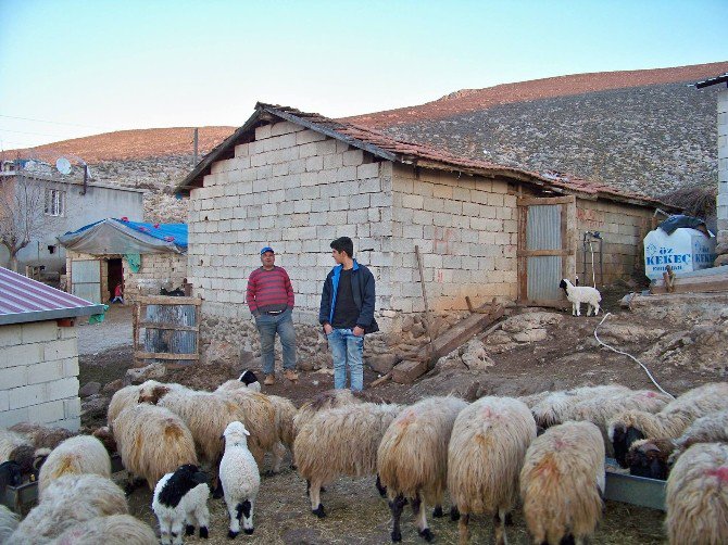 Koyun Sürüsü Kuzularla Renklendi