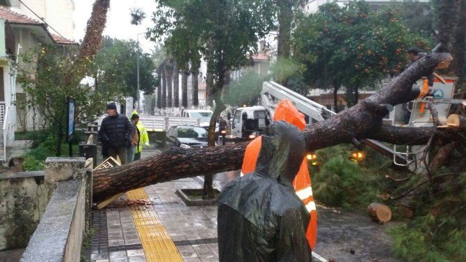 Söke’de Fırtına Dev Çam Ağacını Devirdi