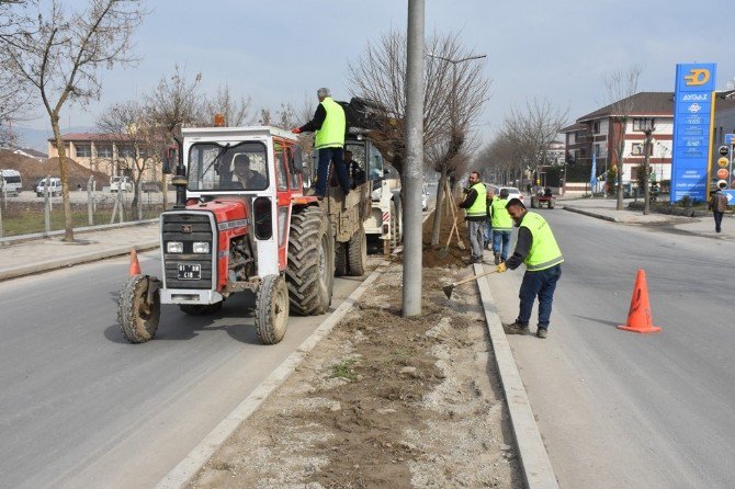 Refüj Ve Kavşaklar Ağaçlandırılıyor