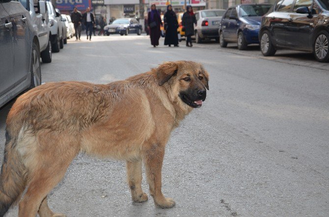 Parkmetreci Köpek Yaptıklarıyla Görenleri Şaşırtıyor