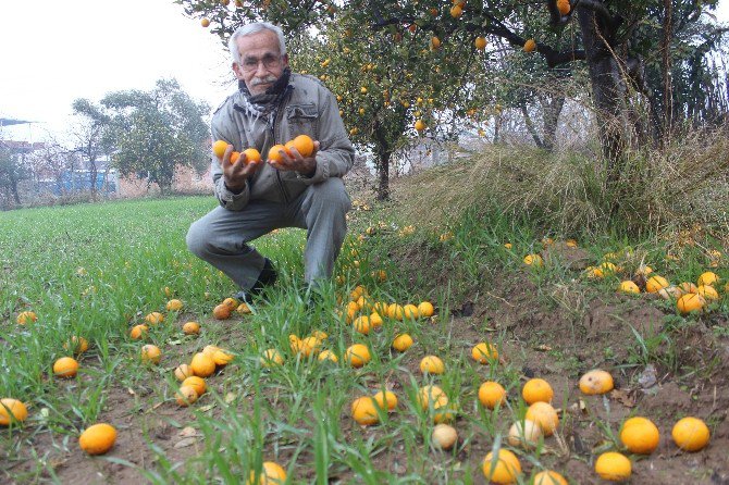 Tarlada Bedava Markette Ateş Pahası