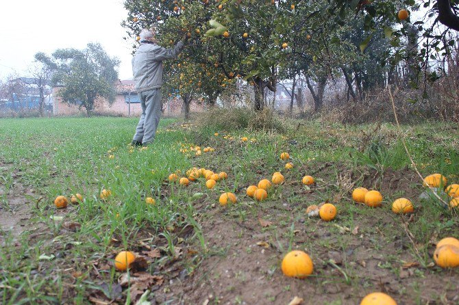 Tarlada Bedava Markette Ateş Pahası