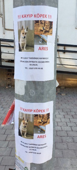 Mühendis Kayıp Köpeğini Arıyor