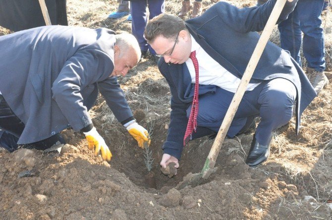 Gölbaşı Metem Hatıra Ormanına 2 Bin Fidan Dikildi