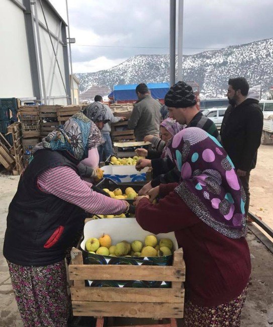 Denizli’den Irak’a 40 Ton Elma İhraç Edildi