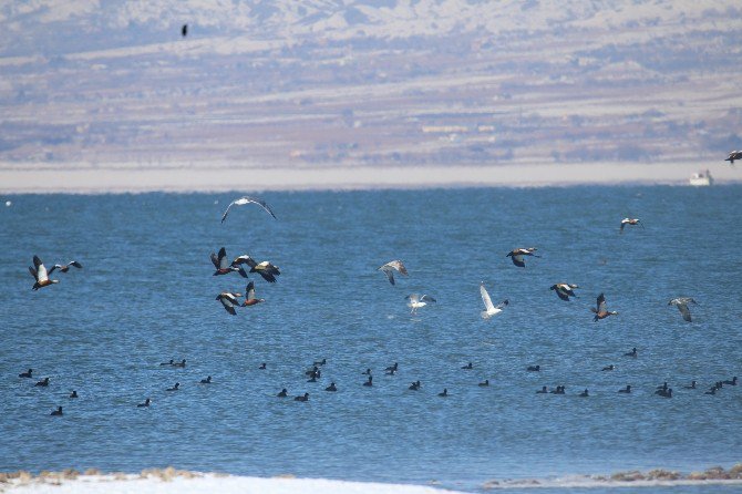 Elazığ’da 32 Türden 60 Bin Kuş Sayıldı