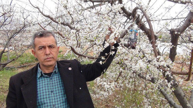 Silifke’de Örtü Altındaki Erikler Çiçek Açtı