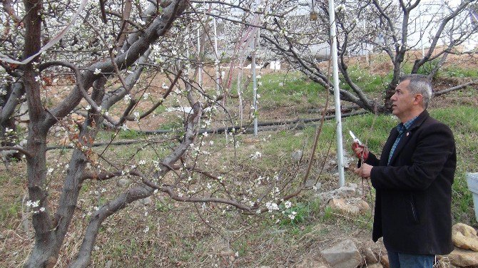 Silifke’de Örtü Altındaki Erikler Çiçek Açtı