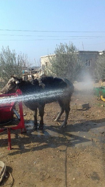 Çukura Düşen İneği İtfaiye Kurtardı