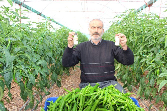 Antalyalı Biber Üreticilerinden Biberde Zirai İlaç Kullanımı Haberine Tepki