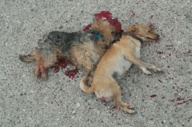 Kemer’de İki Köpeğin ’Kasten Ezildiği’ İddiası