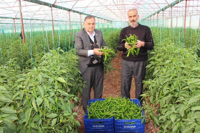 Antalyalı Biber Üreticilerinden Biberde Zirai İlaç Kullanımı Haberine Tepki