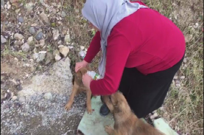 Kafası Yoğurt Kabına Sıkışan Yavru Köpeği Böyle Kurtardılar