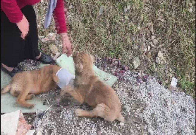 Kafası Yoğurt Kabına Sıkışan Yavru Köpeği Böyle Kurtardılar