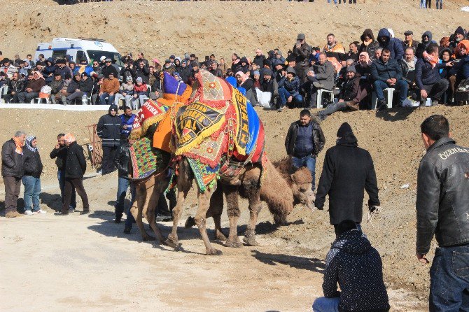 Deve Güreşlerinin Kırkpınar’ı Edremit’te Yapıldı