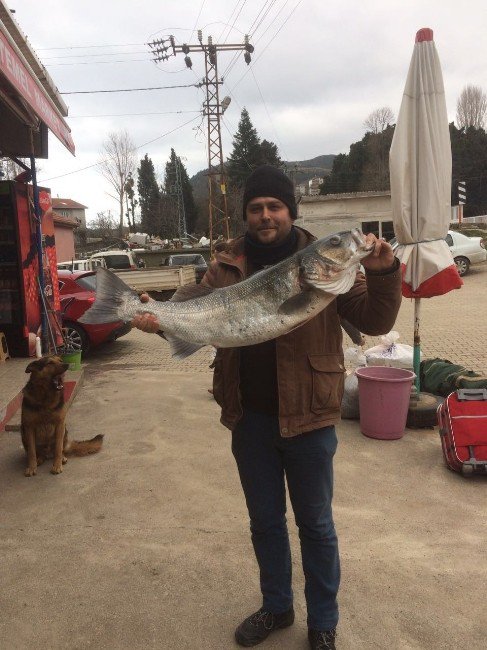 11 Kiloluk Levrek Görenleri Şaşırttı