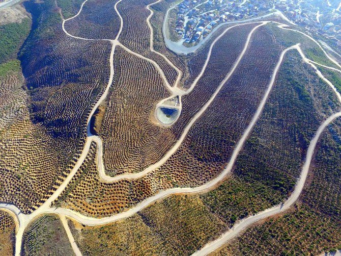 Gebze Beylikbağı’na 250 Bin Adet Ağaç