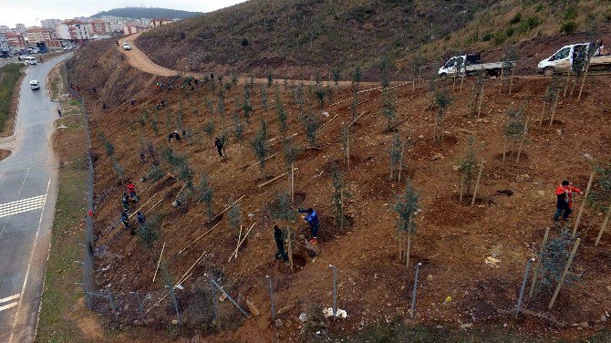 Gebze Beylikbağı’na 250 Bin Adet Ağaç