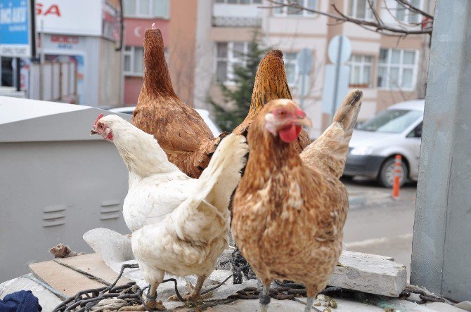 Vatandaşlardan Köy Tavuğuna Büyük İlgi